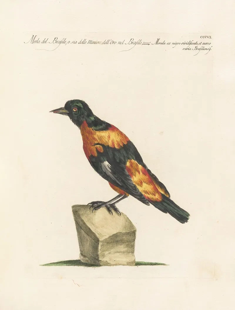 Ornithologia Methodice Digesta Pl 288