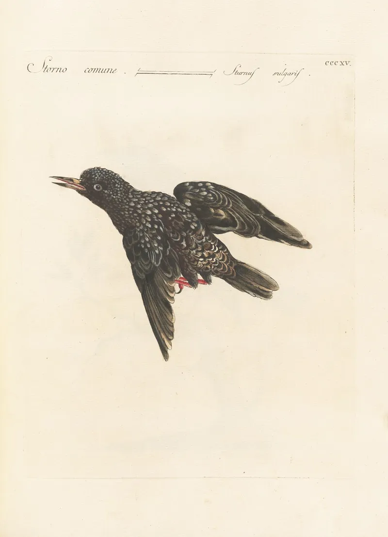 Ornithologia Methodice Digesta Pl 297