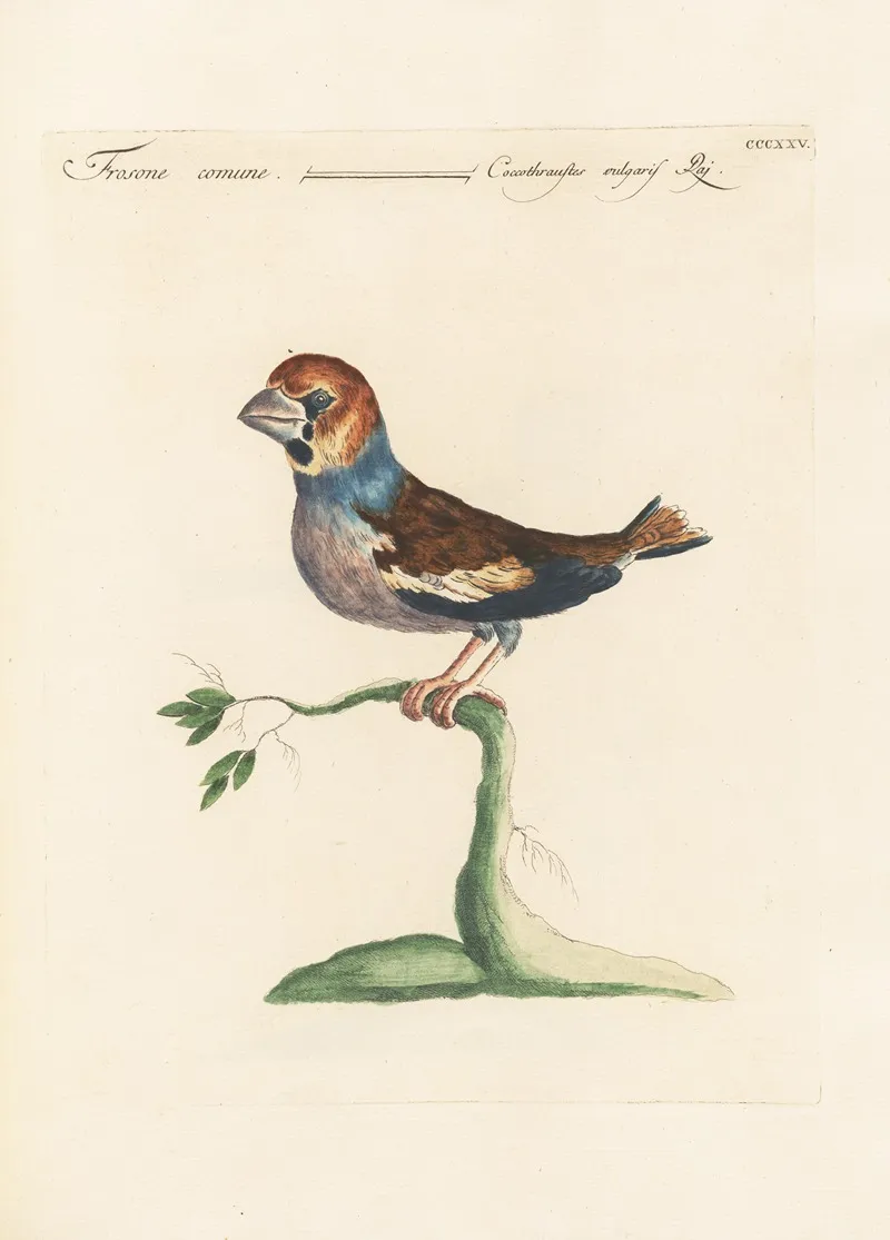 Ornithologia Methodice Digesta Pl 307