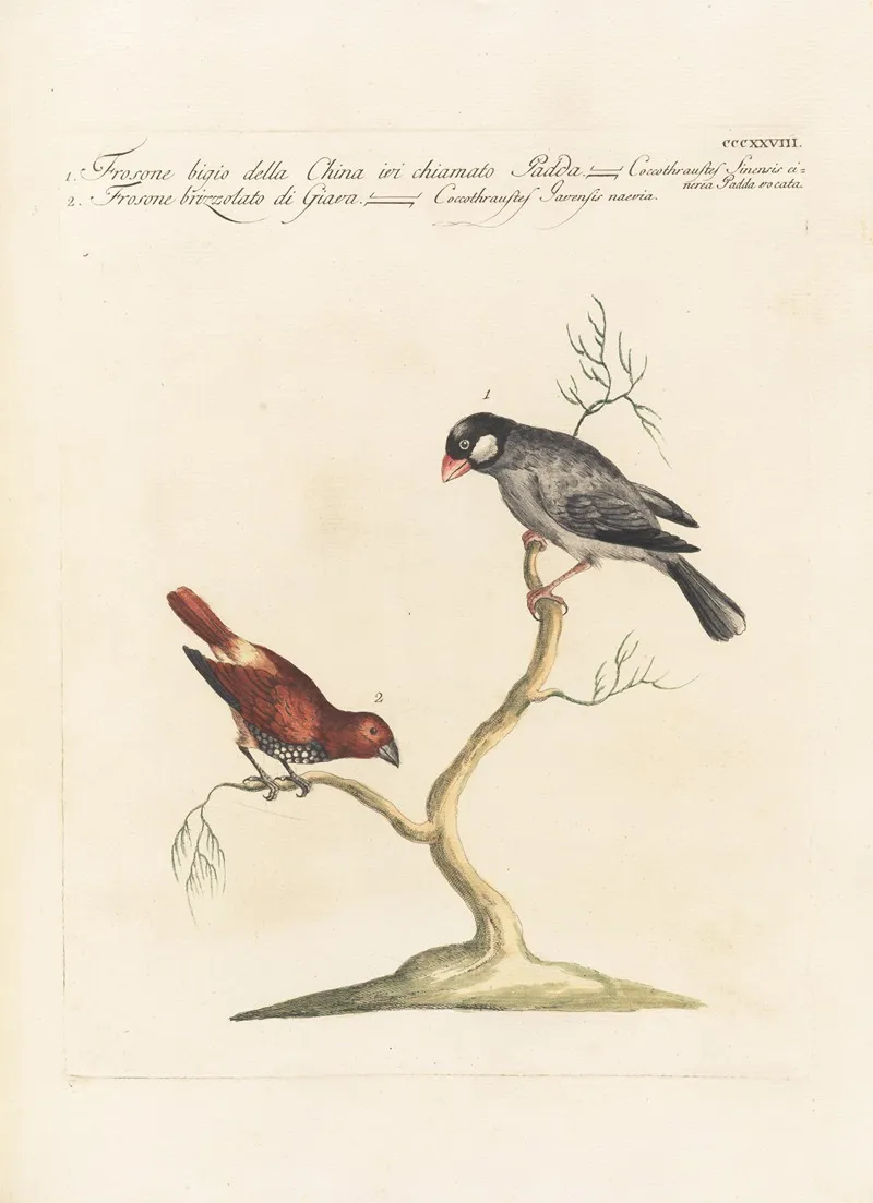 Ornithologia Methodice Digesta Pl 310