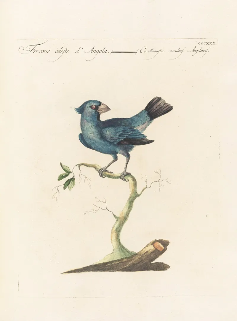 Ornithologia Methodice Digesta Pl 312