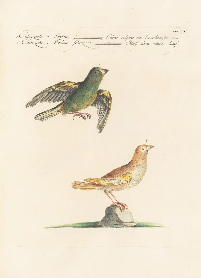 Ornithologia Methodice Digesta Pl 313