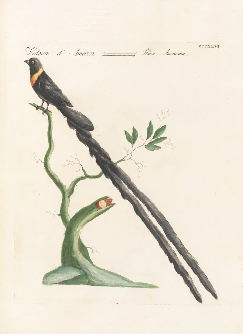 Ornithologia Methodice Digesta Pl 328