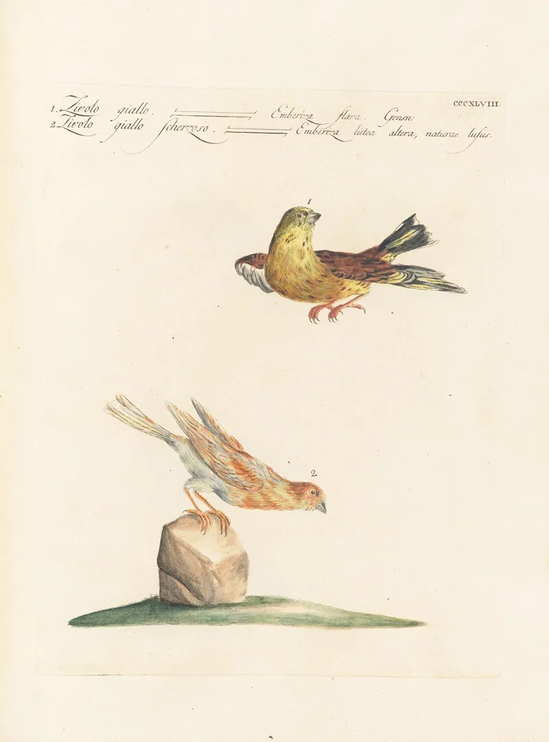 Ornithologia Methodice Digesta Pl 330