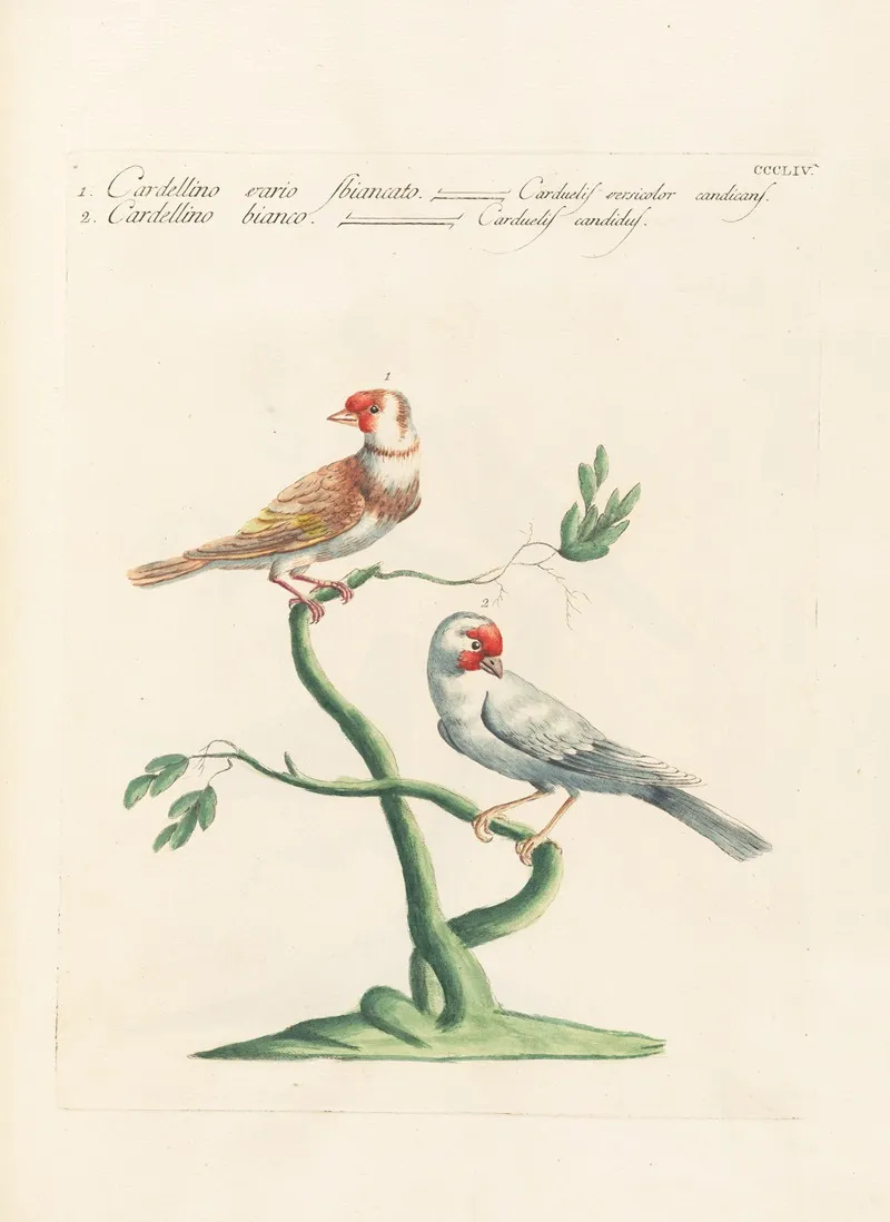 Ornithologia Methodice Digesta Pl 336