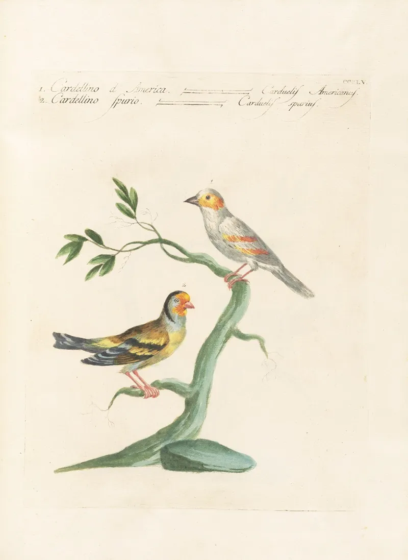 Ornithologia Methodice Digesta Pl 337