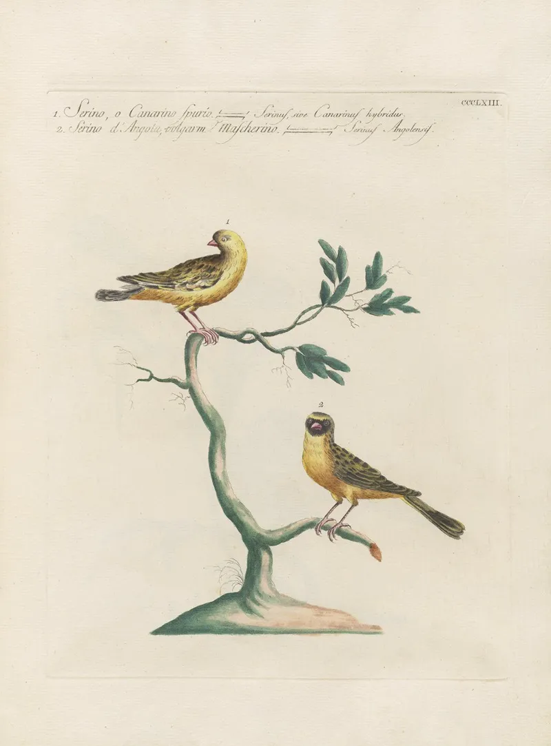 Ornithologia Methodice Digesta Pl 345