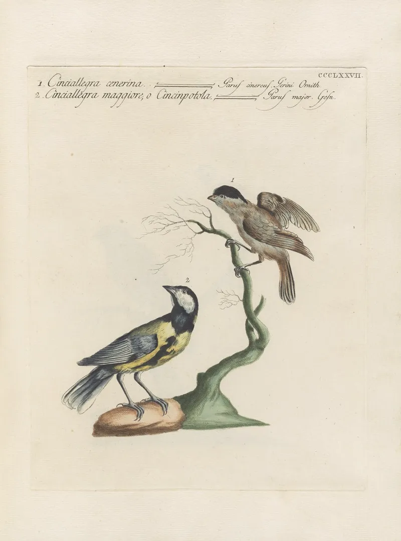 Ornithologia Methodice Digesta Pl 359