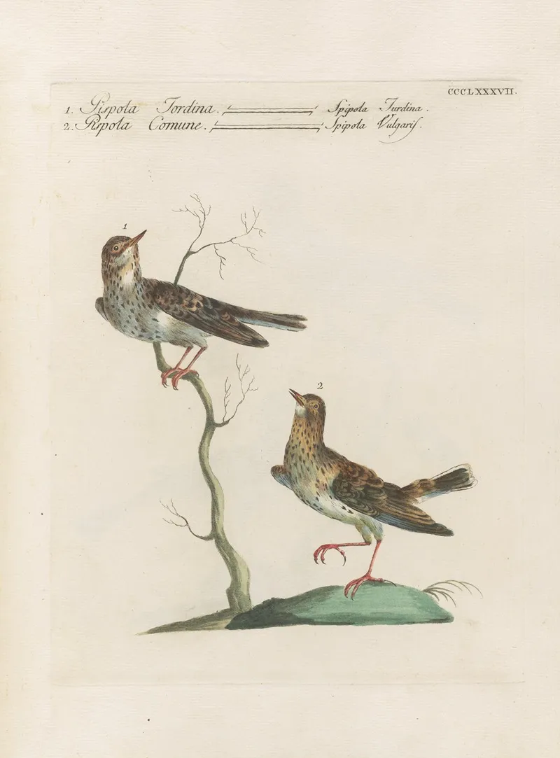 Ornithologia Methodice Digesta Pl 369
