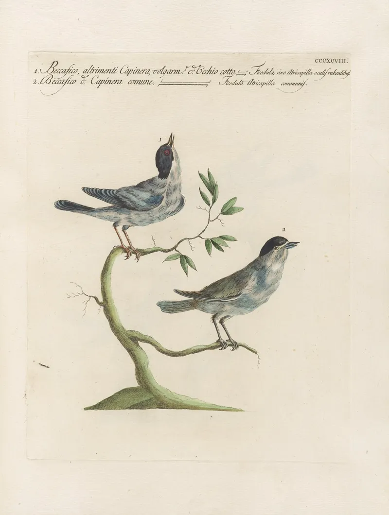 Ornithologia Methodice Digesta Pl 380