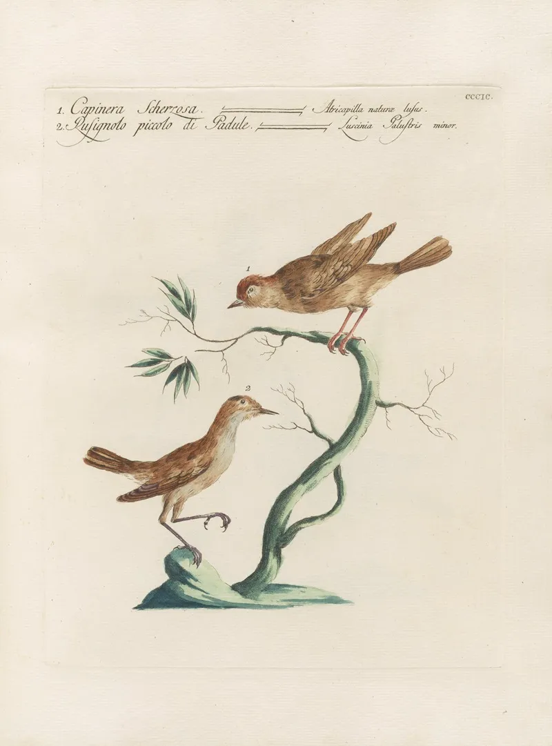 Ornithologia Methodice Digesta Pl 381