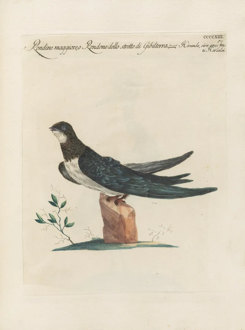 Ornithologia Methodice Digesta Pl 395