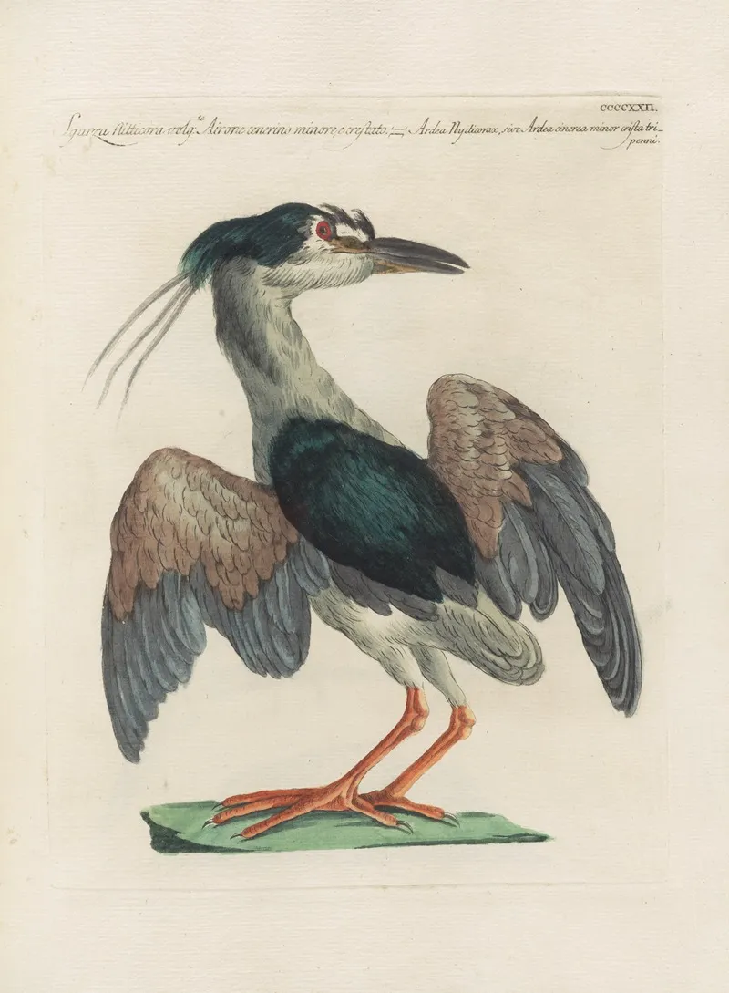 Ornithologia Methodice Digesta Pl 404