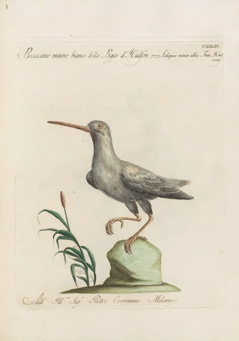 Ornithologia Methodice Digesta Pl 426