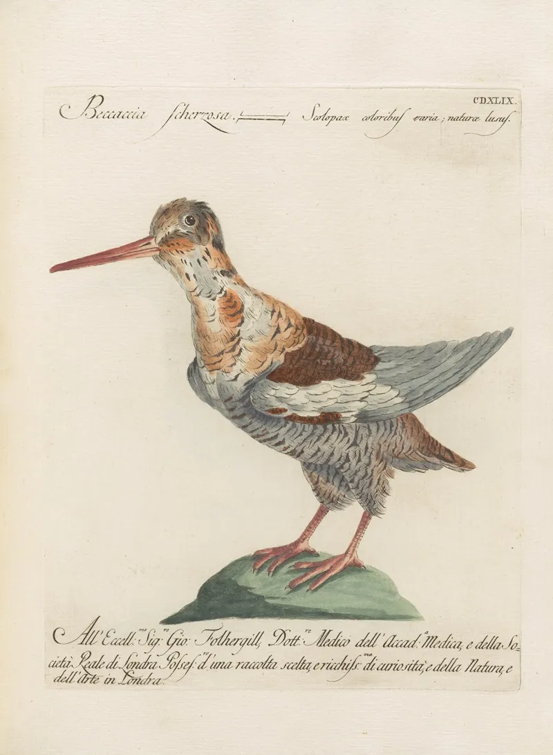 Ornithologia Methodice Digesta Pl 431