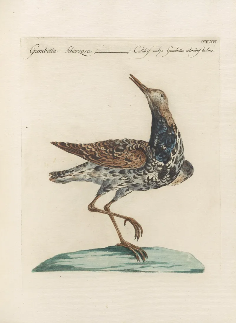Ornithologia Methodice Digesta Pl 448