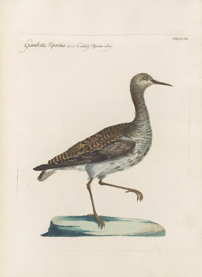 Ornithologia Methodice Digesta Pl 450