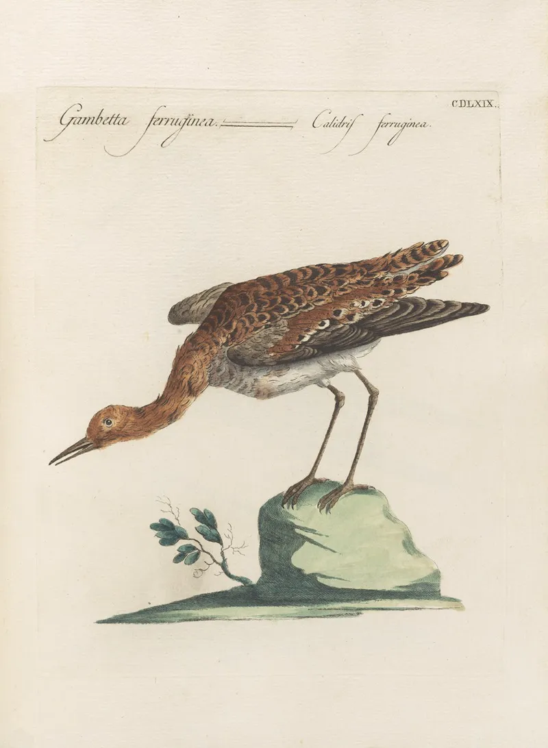 Ornithologia Methodice Digesta Pl 451