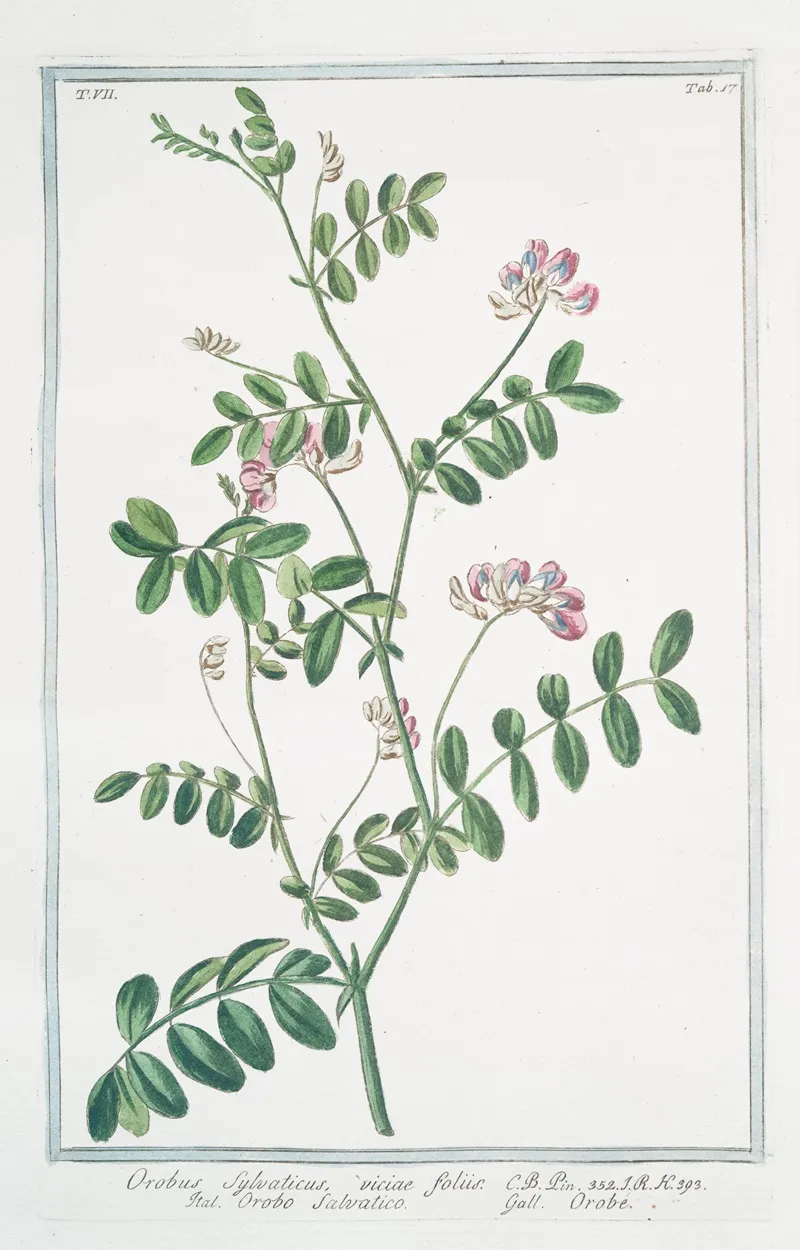 Orobus Sylvaticus Viciae Foliis Orobo Salvatico Orobe