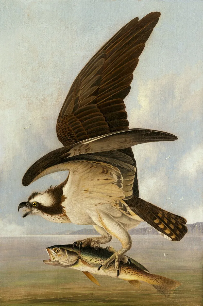 Osprey And Weakfish by John James Audubon - Canvas Print