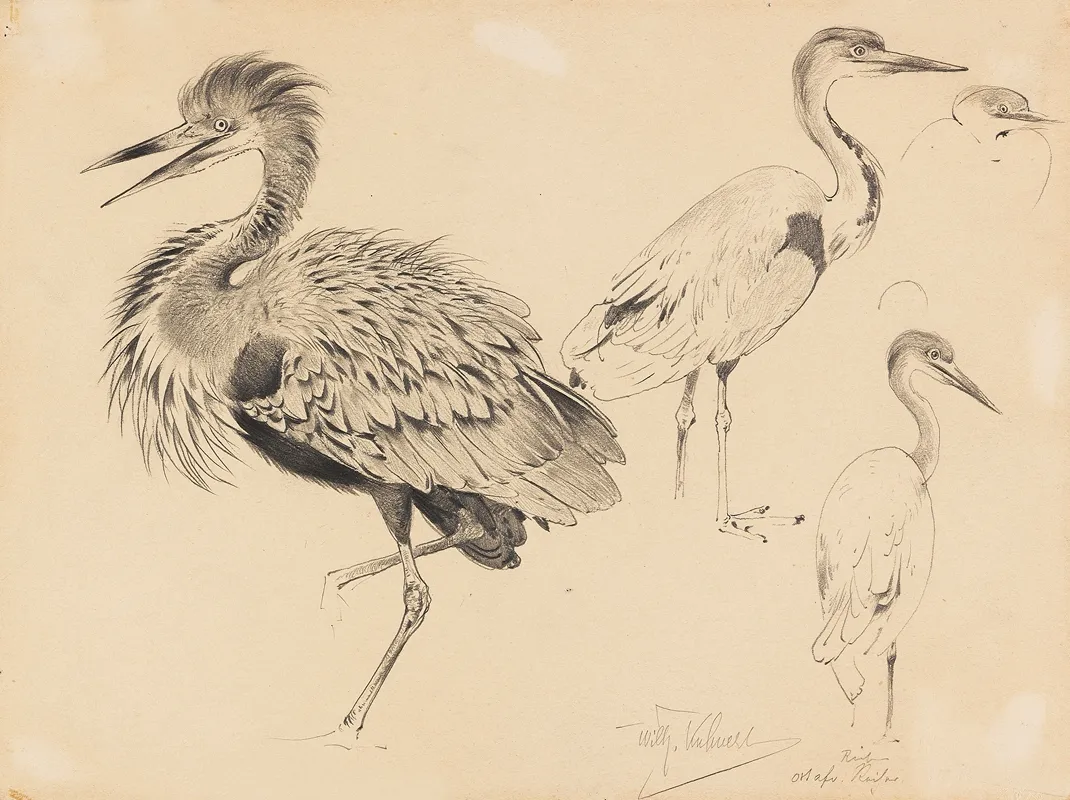 Ostafrikanischer Riesenreiher