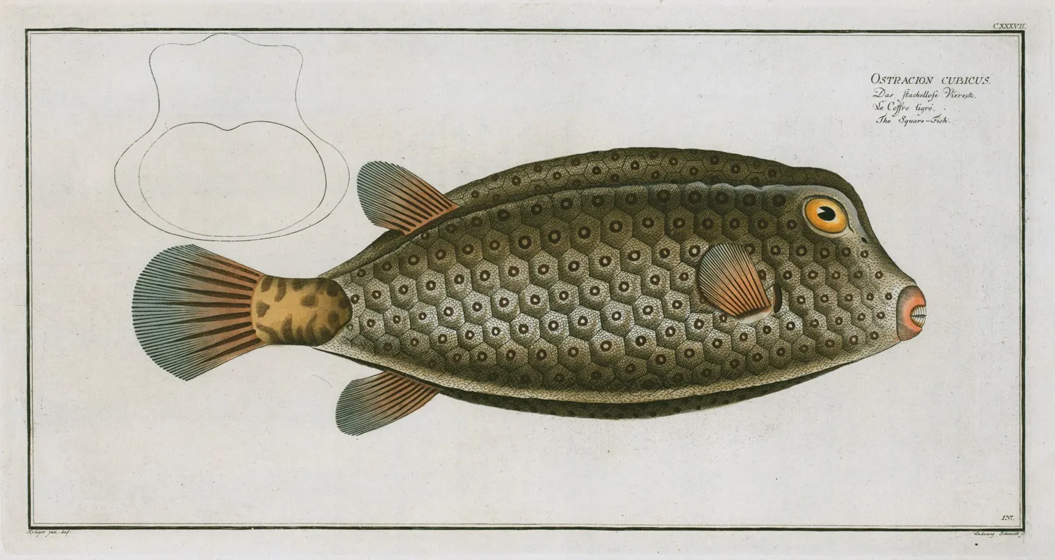 Ostracion Cubicus The Square Fish by Marcus Elieser Bloch - Canvas Print
