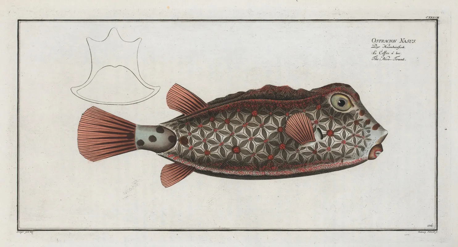 Ostracion Nasus The Nose Trunk