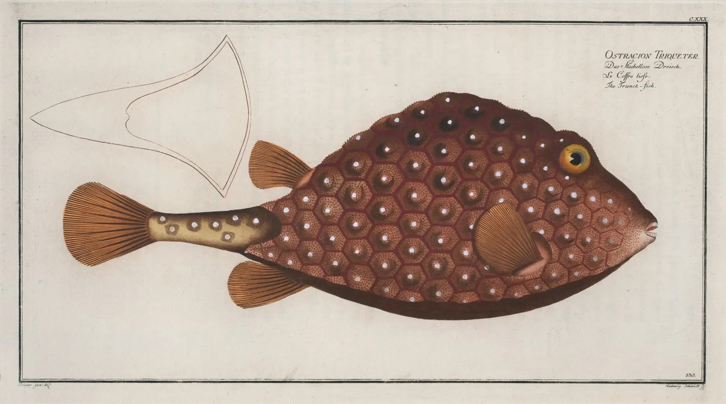 Ostracion Triqueter The Trunck Fish by Marcus Elieser Bloch - Canvas Print
