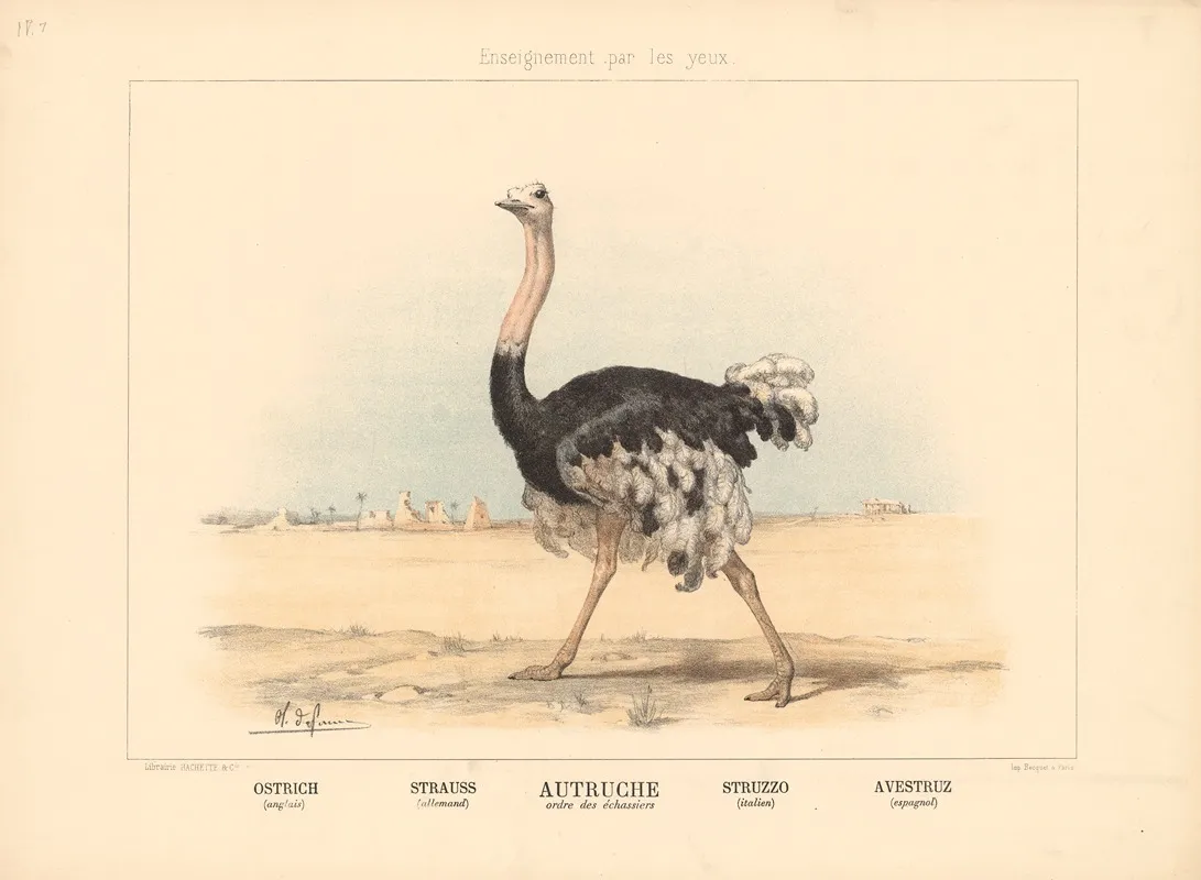 Ostrich 3