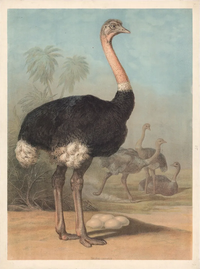 Ostrich Struthio Camelus