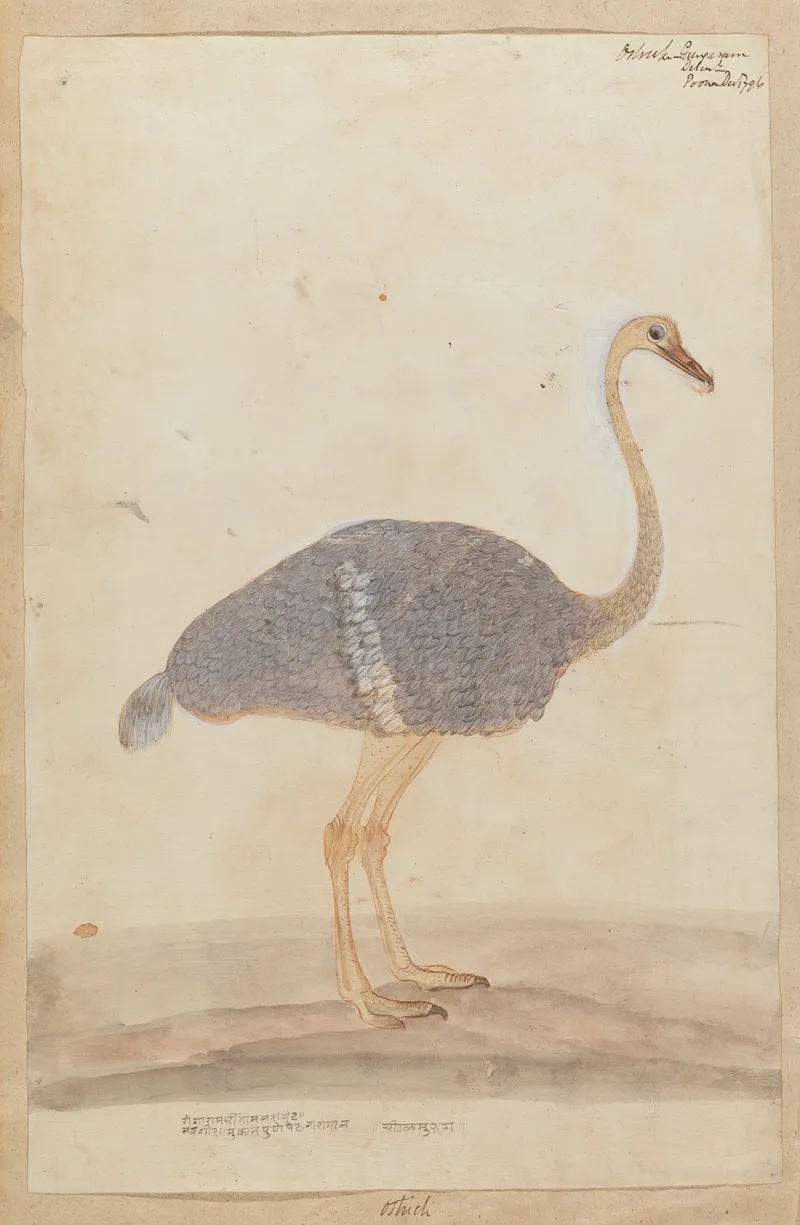 Ostrich by Gangaram Chintaman Tambat - Canvas Print