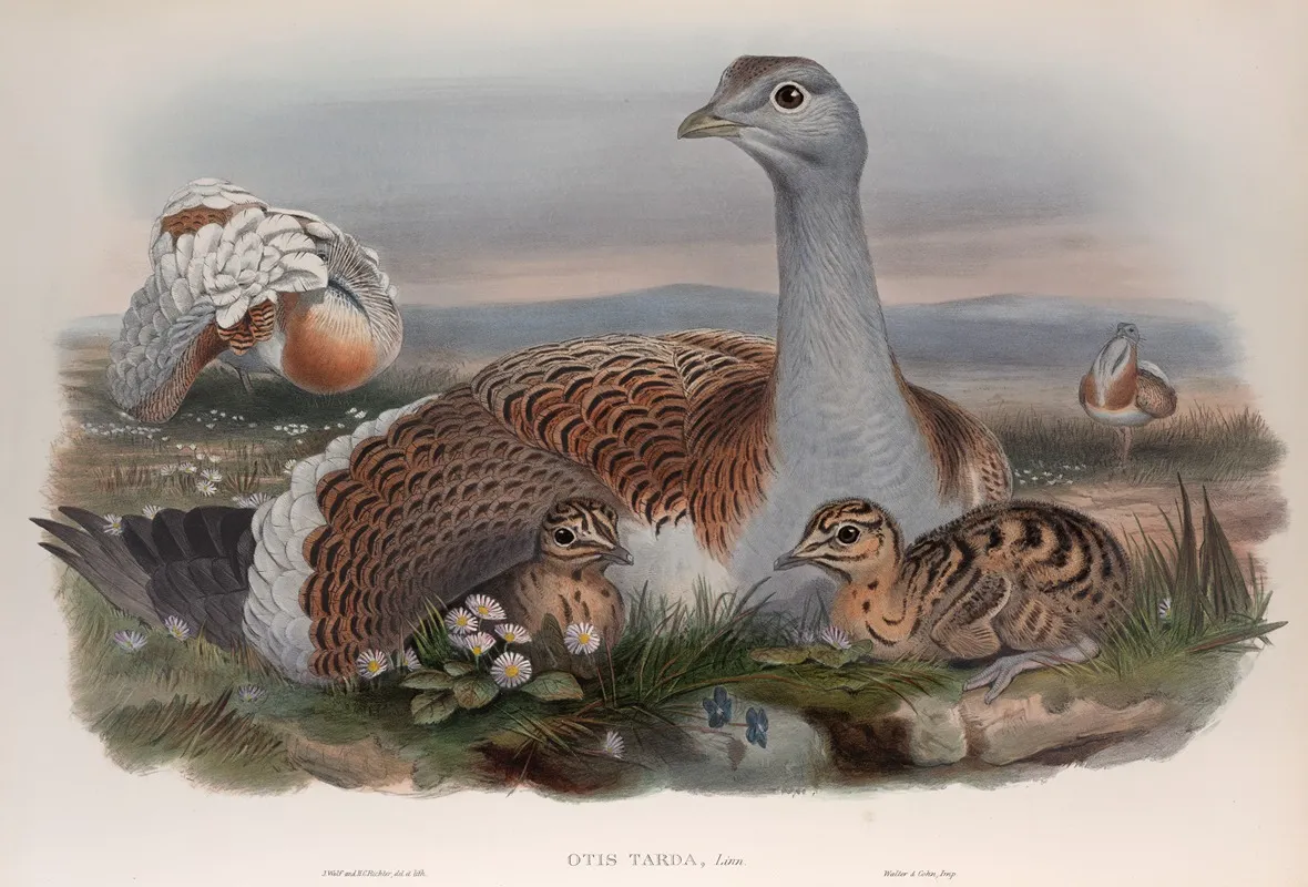 Otis Tarda Great Bustard