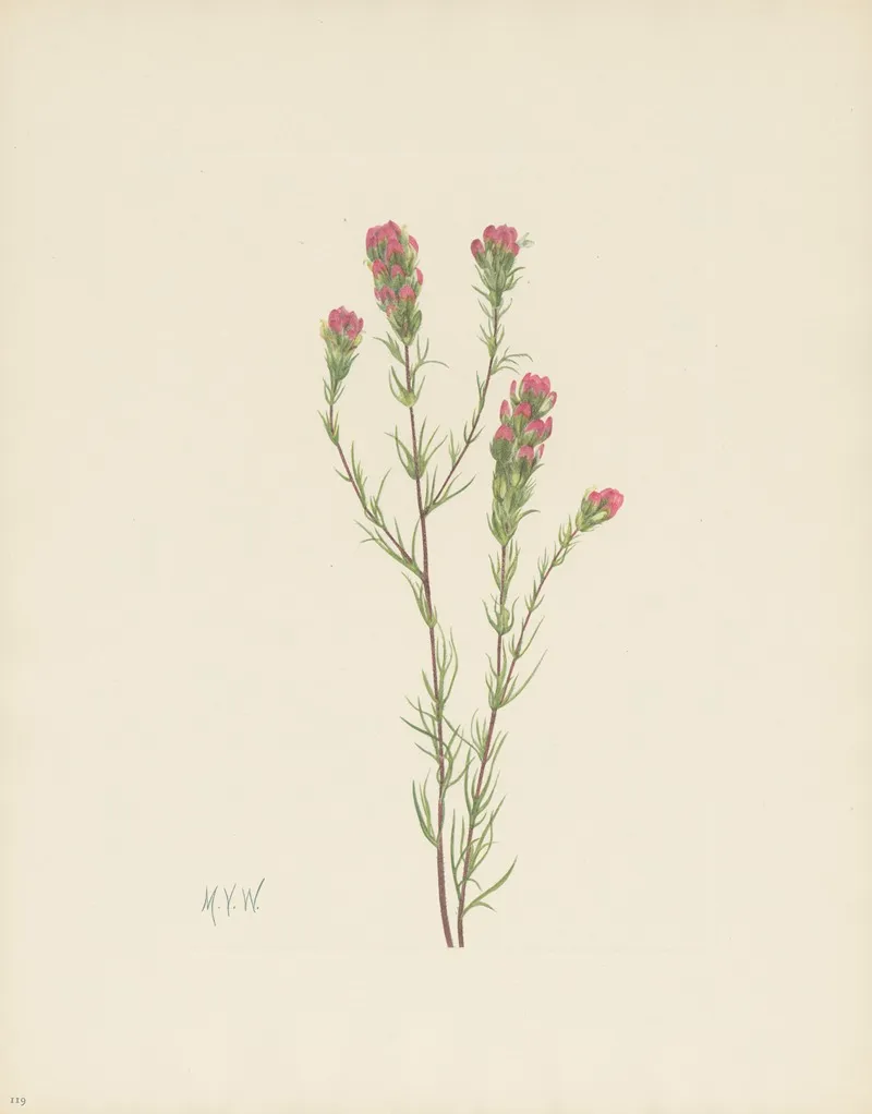 Owl Clover Orthocarpus Tenuifolius 3
