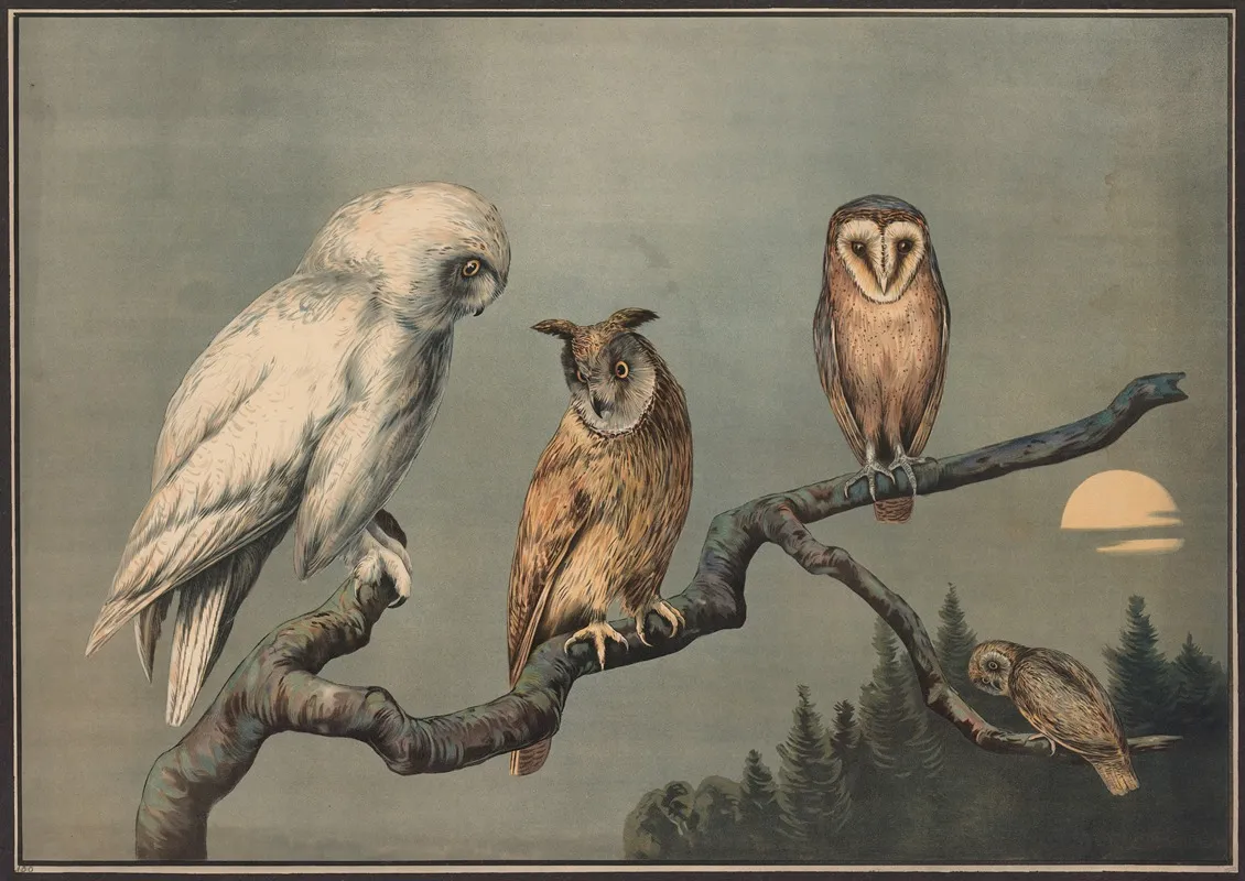 Owls 3