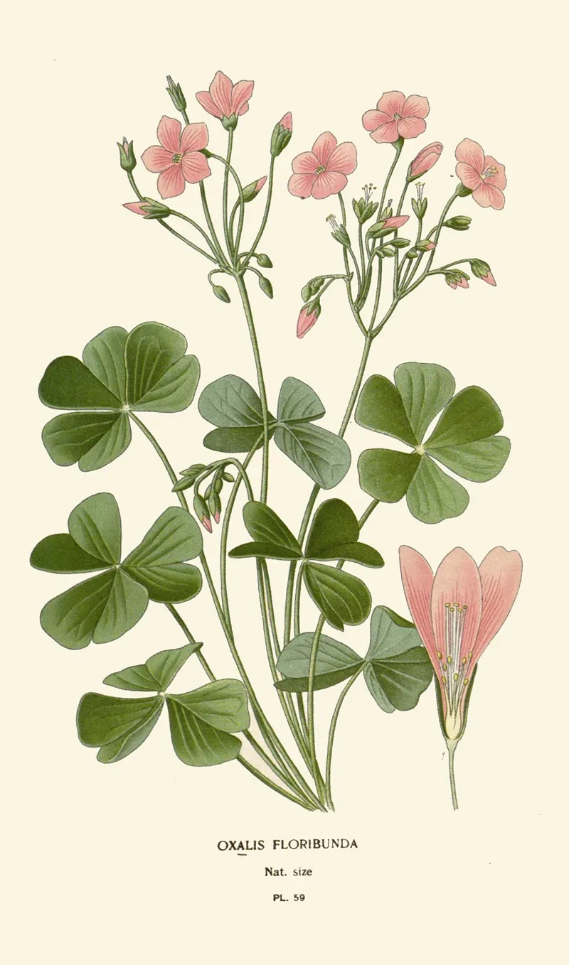 Oxalis Floribunda by Edward Step - Canvas Print