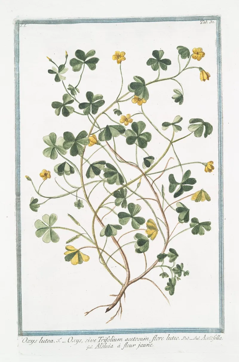 Oxys Lutea Oxys Sive Trifolium Acetosum Flore Luteo Acetofella Aleluia A Fleur Jaune