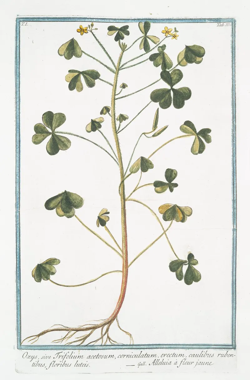 Oxys Sive Trifolium Acetosum Corniculatum Erectum Caulibus Rubentibus Floribus Luteis Alleluia A Fleur Jaune
