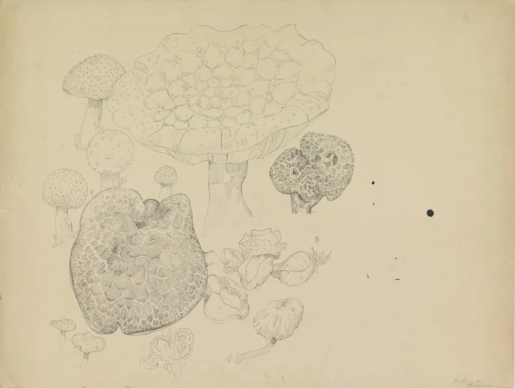 Paddestoelen by Theo van Hoytema - Canvas Print