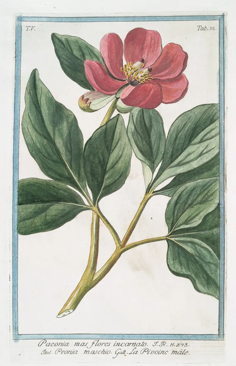 Paeonia Mas Flores Incarnato Peonia Maschio La Pivoine Male