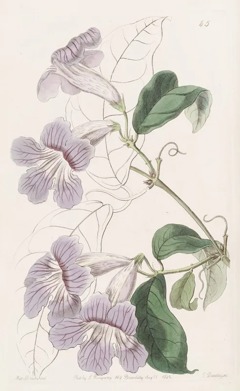 Painted Bignonia