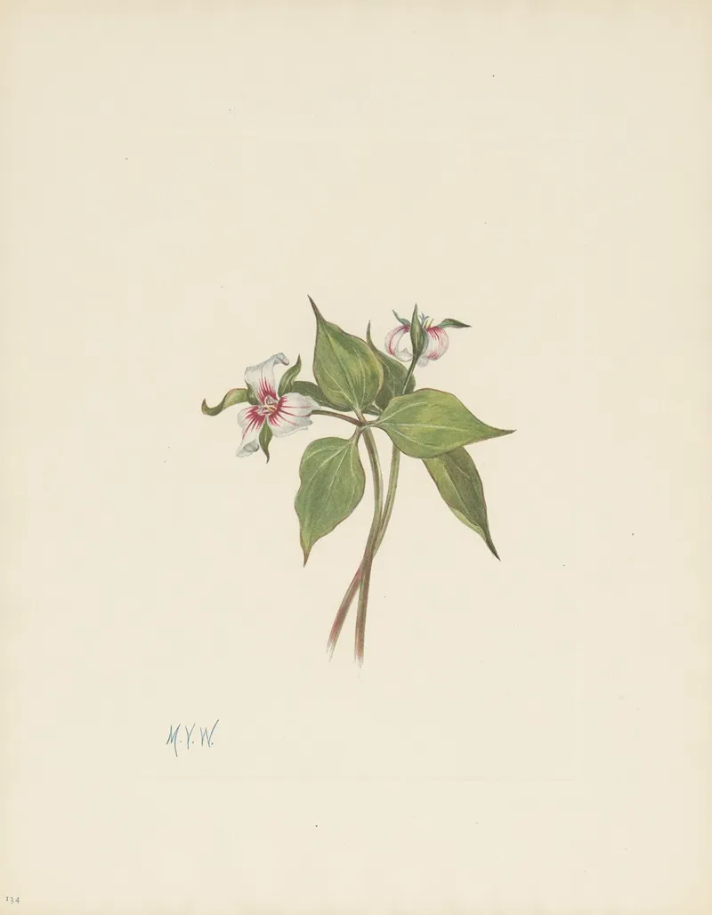 Painted Trillium Trillium Undulatum 3
