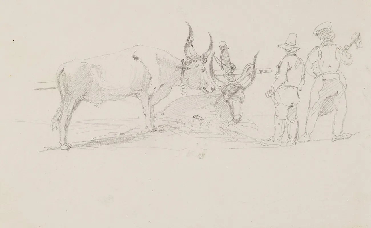 Pair Of Oxen In A Harness And Two Men