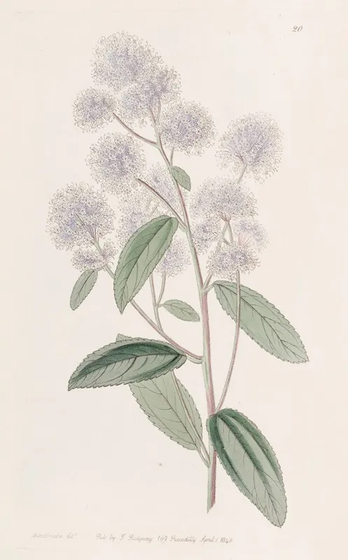 Pale Flowered Ceanothus by Sydenham Edwards - Canvas Print