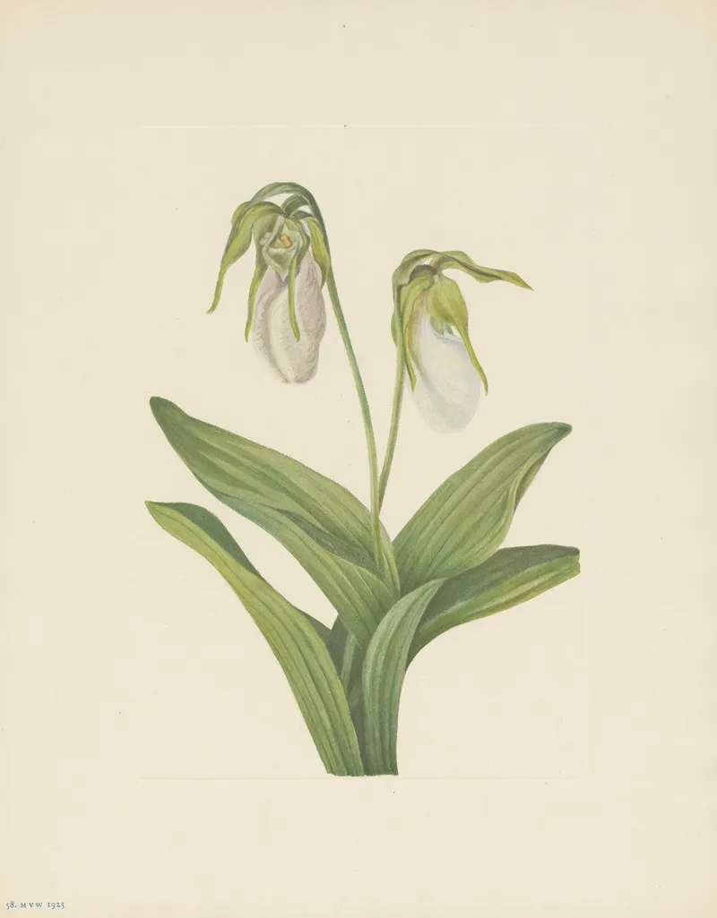 Pale Ladyslipper Cypripedium Acaule 2