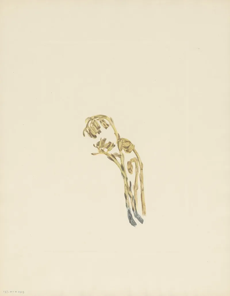 Pale Pinesap Hypopitys Americana 3