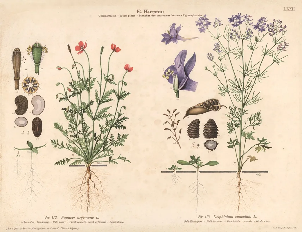 Pale Poppy Field Larkspur by Knut Quelprud - Canvas Print