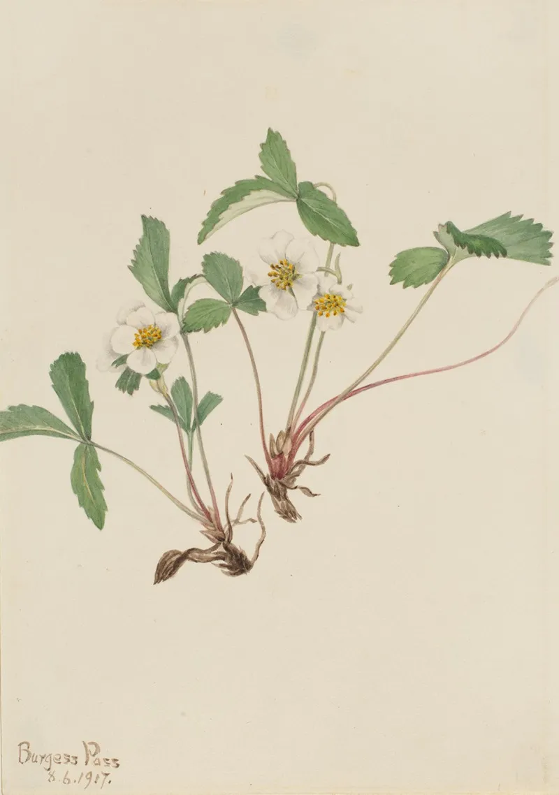 Pale Strawberry Fragaria Glauca 2