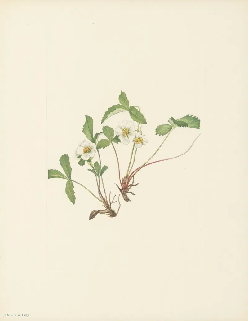 Pale Strawberry Fragaria Glauca 3
