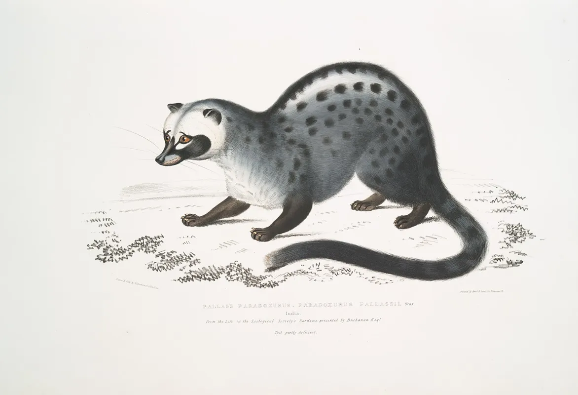 Pallass Paradoxurus Paradoxurus Pallasii India