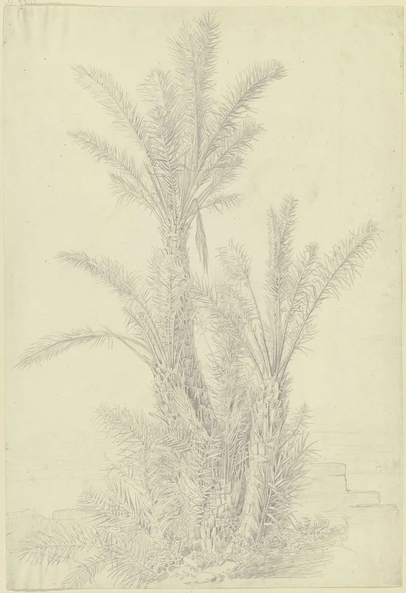 Palm Group Near Vico